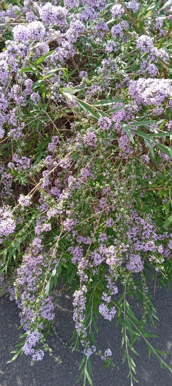 Buddleja 8