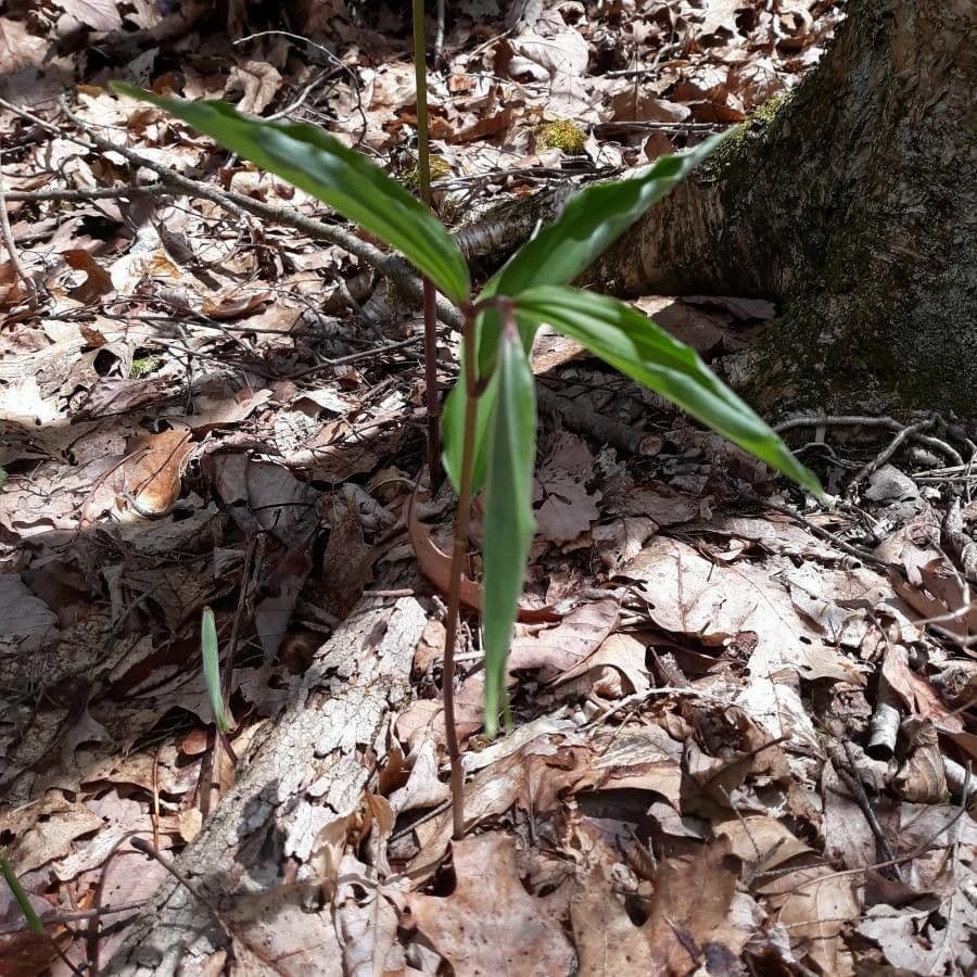 Uvularia sessilifolia 12