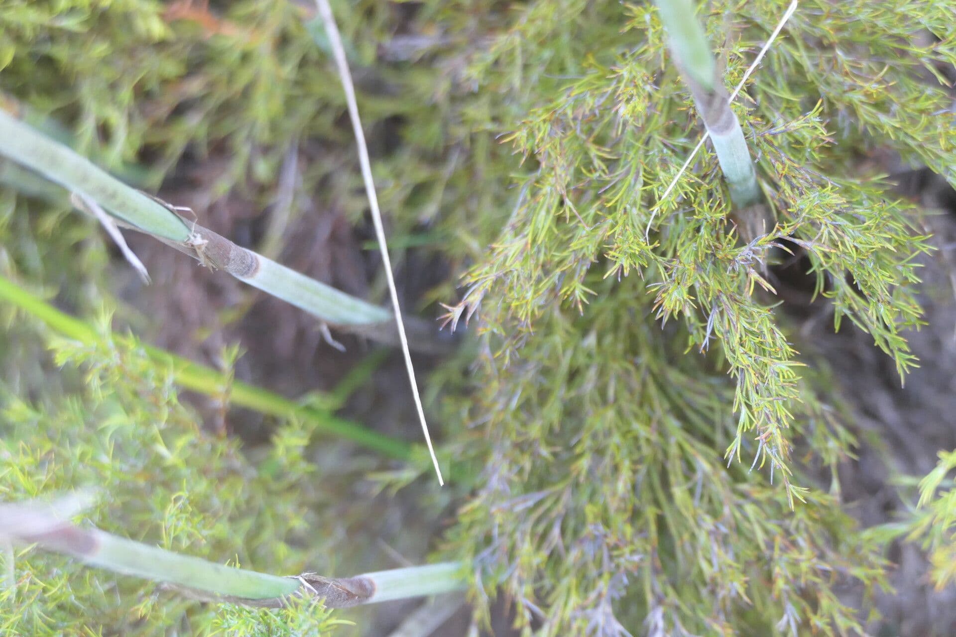 Thamnochortus 3