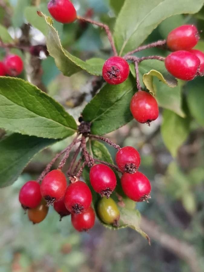 Photinia villosa 2