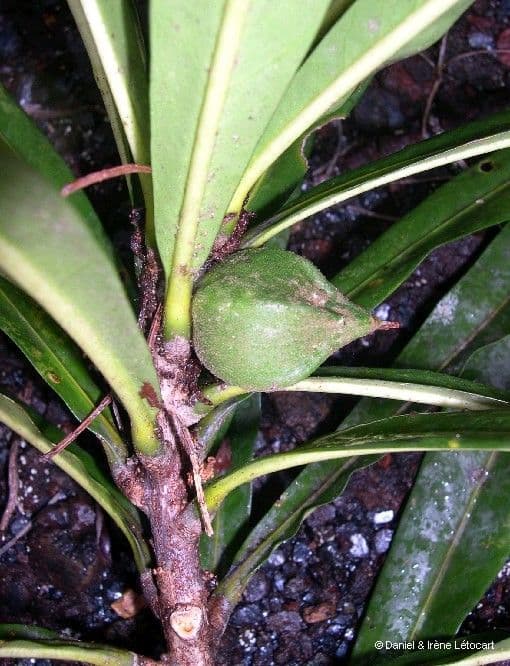 Planchonella 6