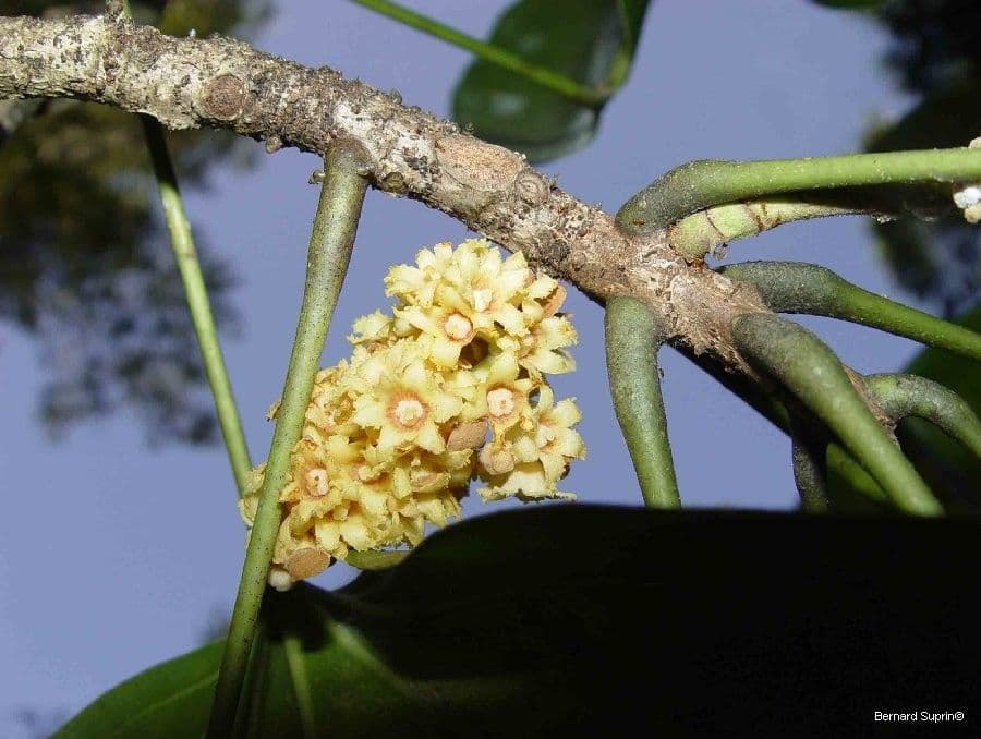 Acropogon 3