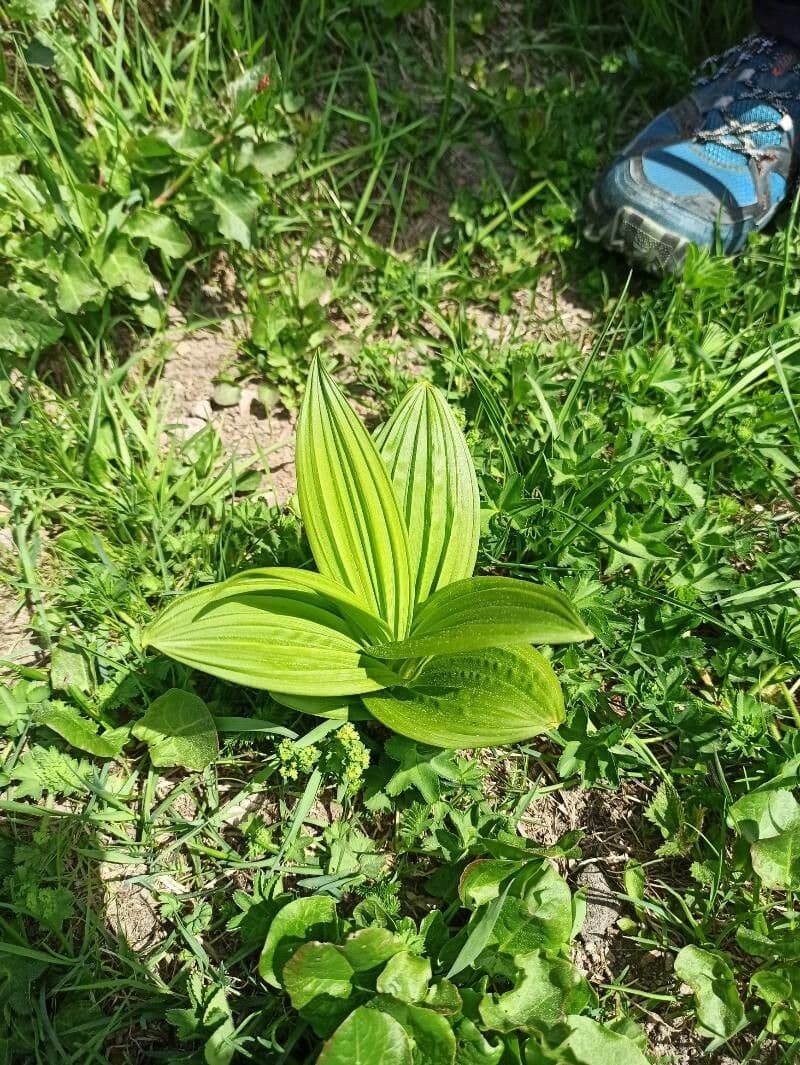 Ciemierzyca Lobela 7