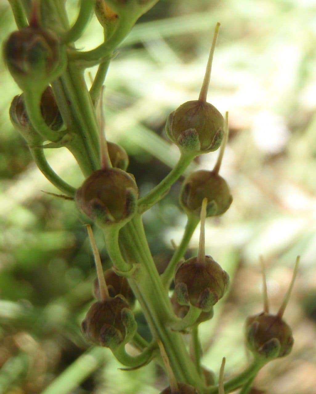 Erba lucciola 2