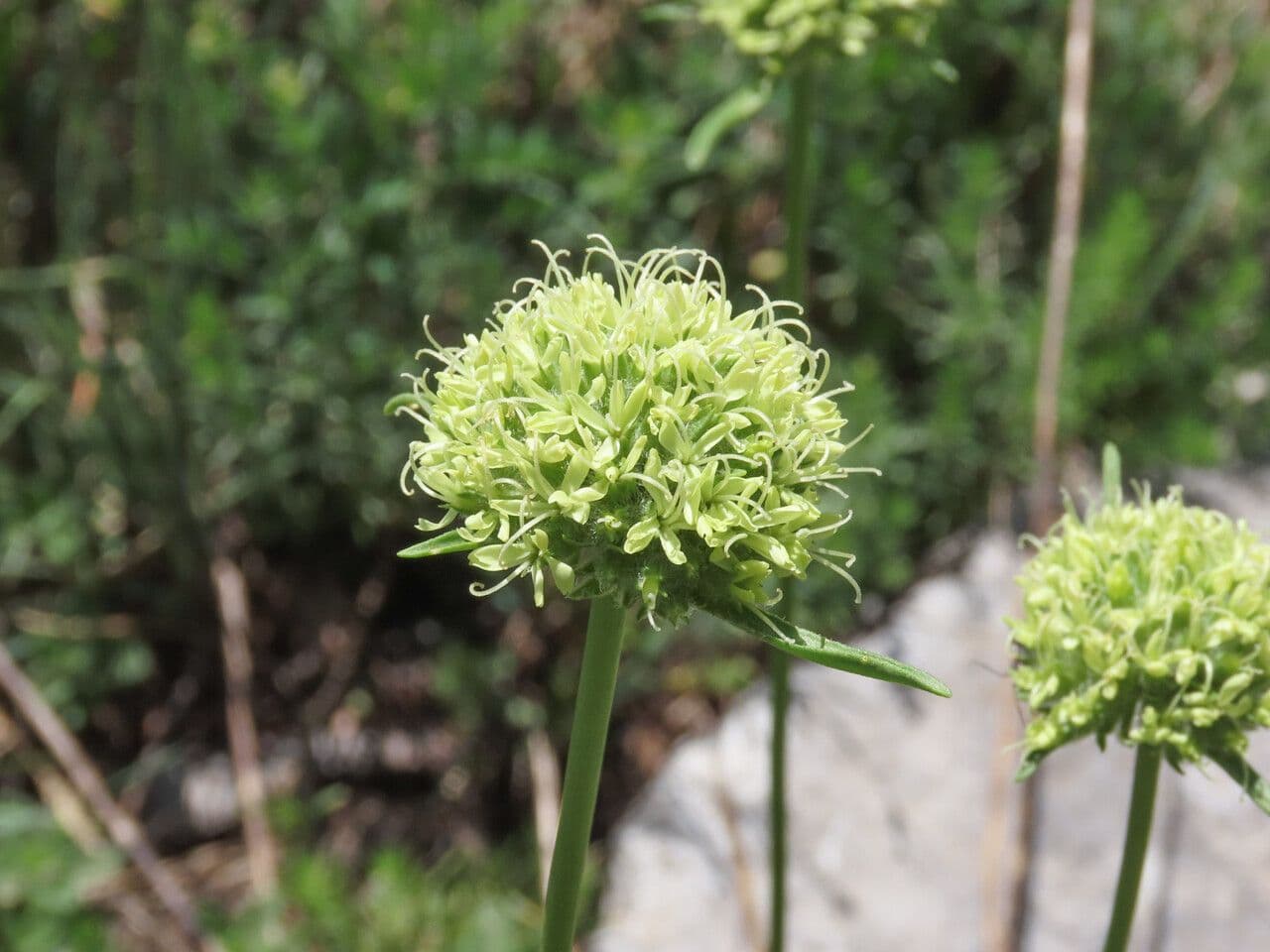 Saponaria bellidifolia 10