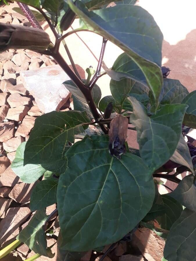 Datura metel 18