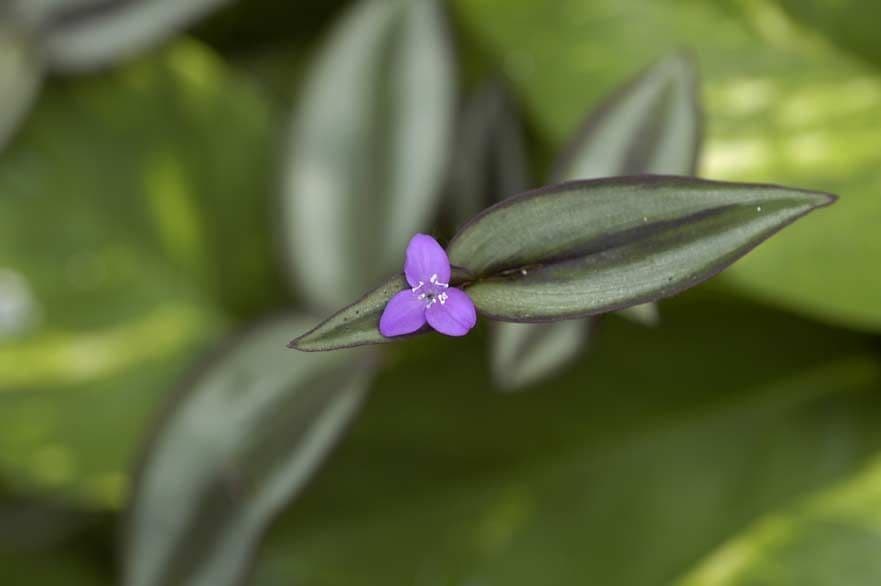 Tradescantia 5