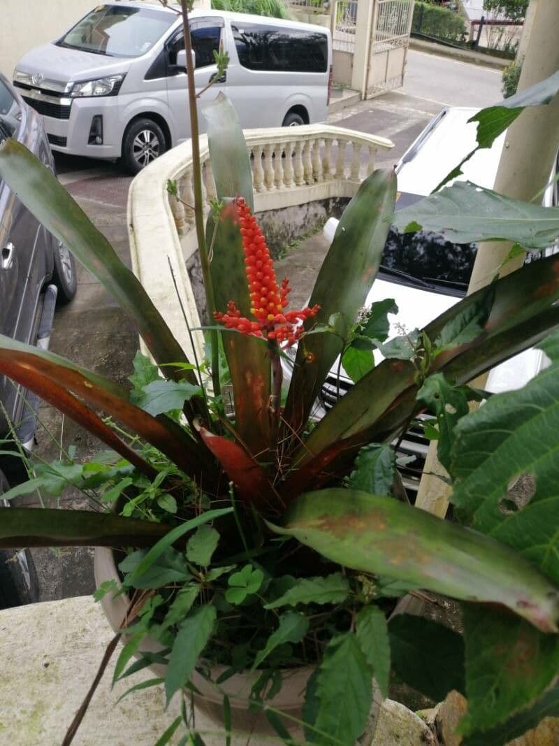 Aechmea 4