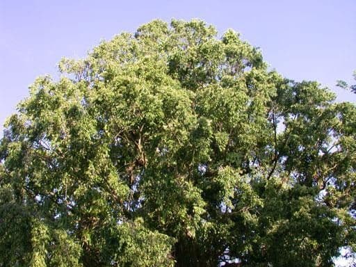 Sacoglottis 11