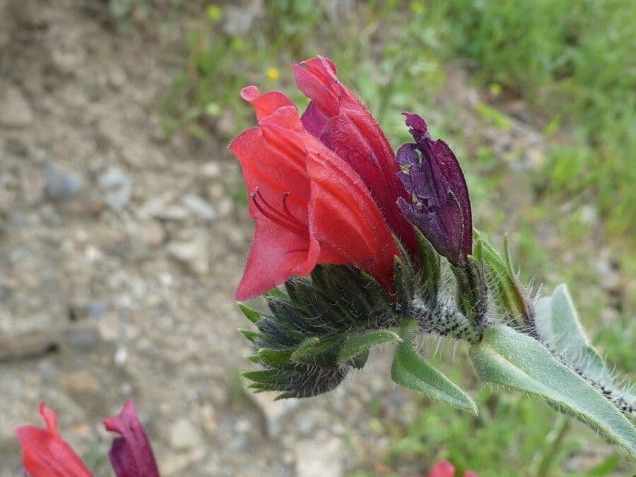 Echium cretico