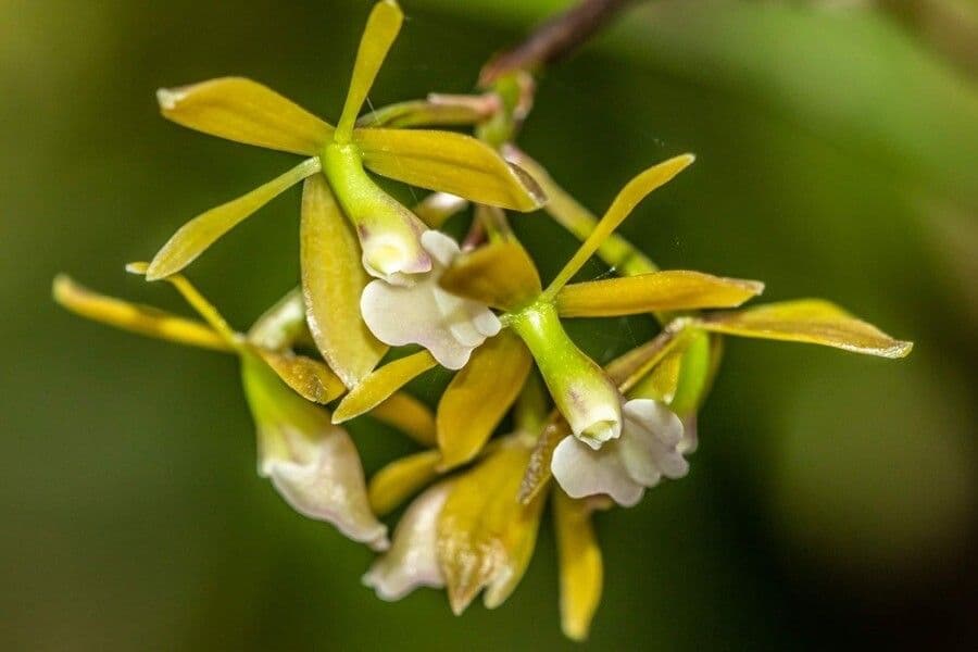 Epidendrum 3