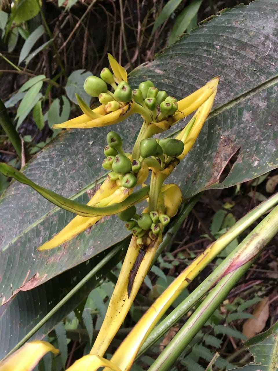 Heliconia pendente 4