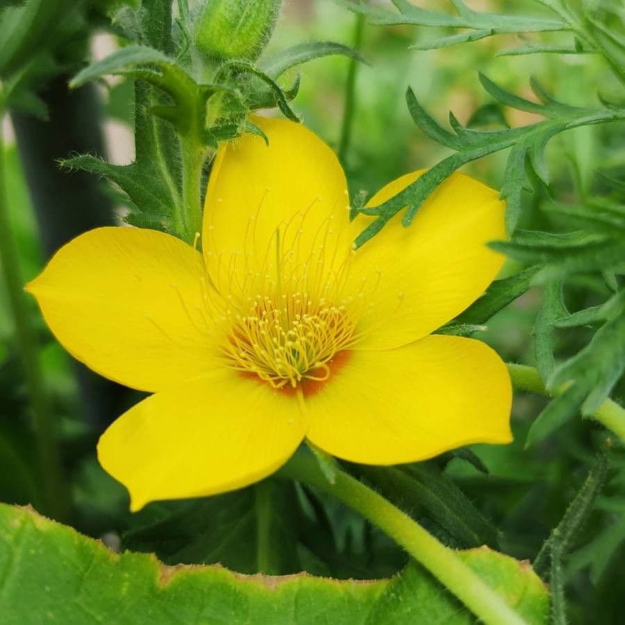 Mentzelia