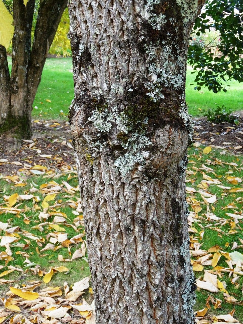 Karolinischer Schneeballbaum 21