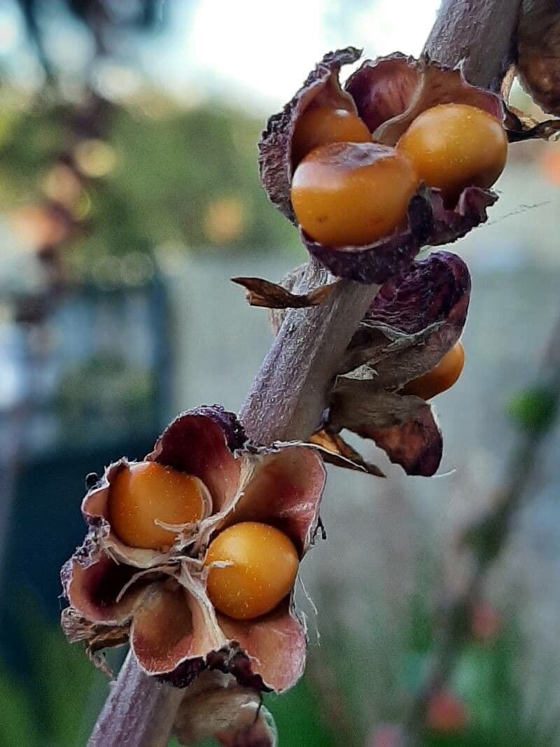 Chasmanthe aethiopica 3