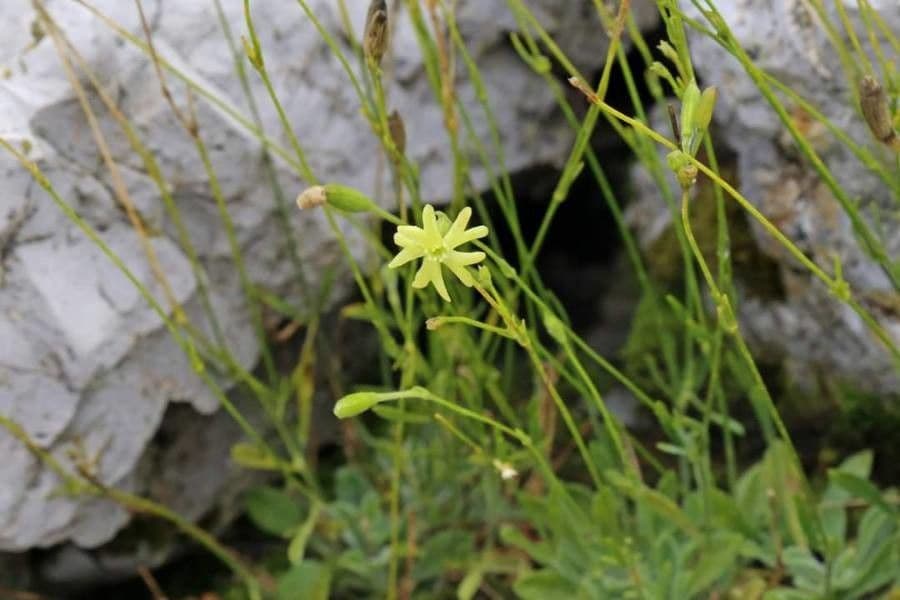 Silene giallastro 5
