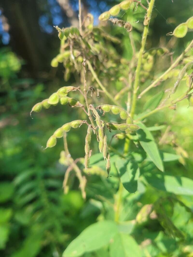 Desmodium canadese