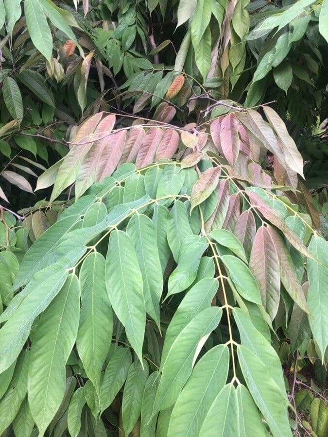 Amherstia 12