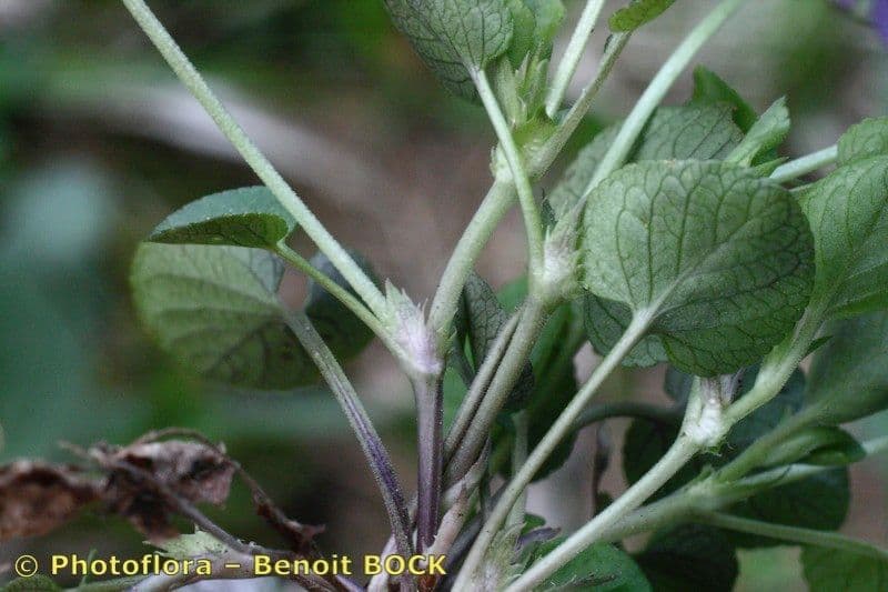 Viola rupestre 18