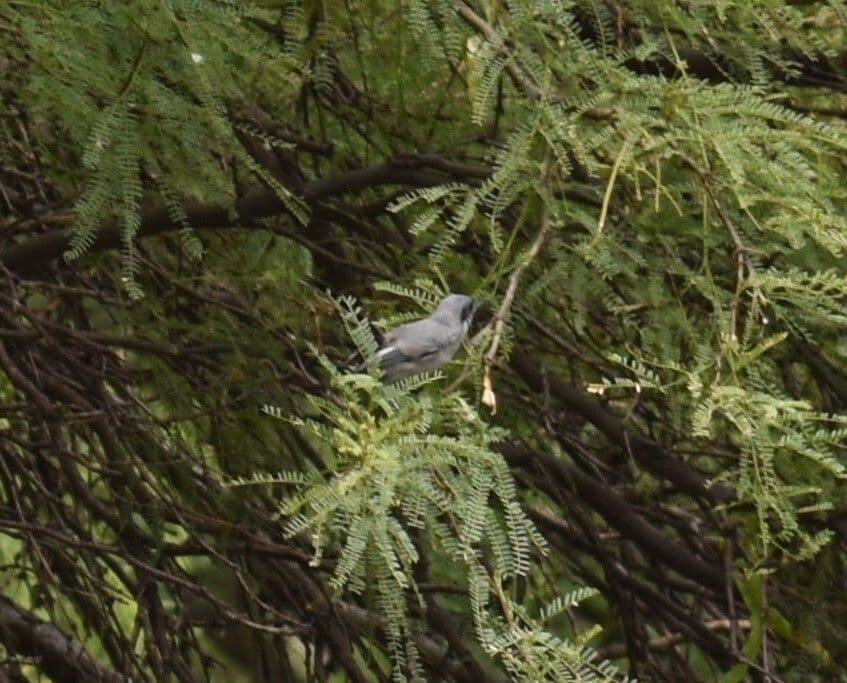Prosopis 7