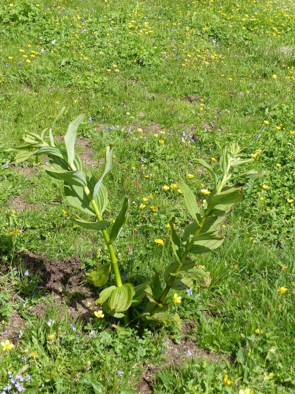 Vedegambre blanco 12