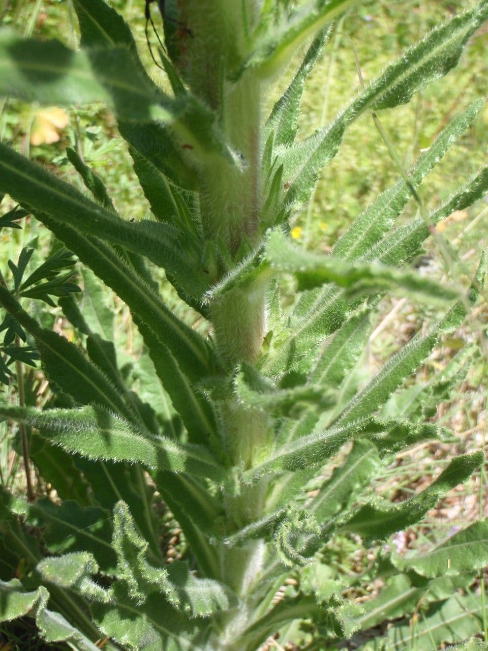 Campanula spigata 18