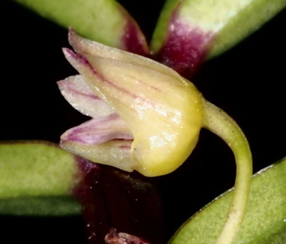 Dendrobium 3