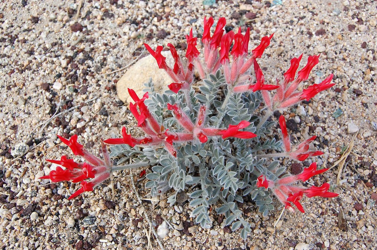 Astragalo scarlatto