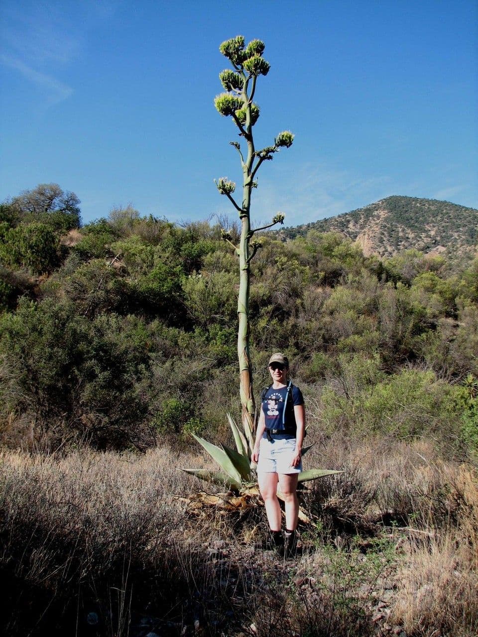Havard-Agave 5