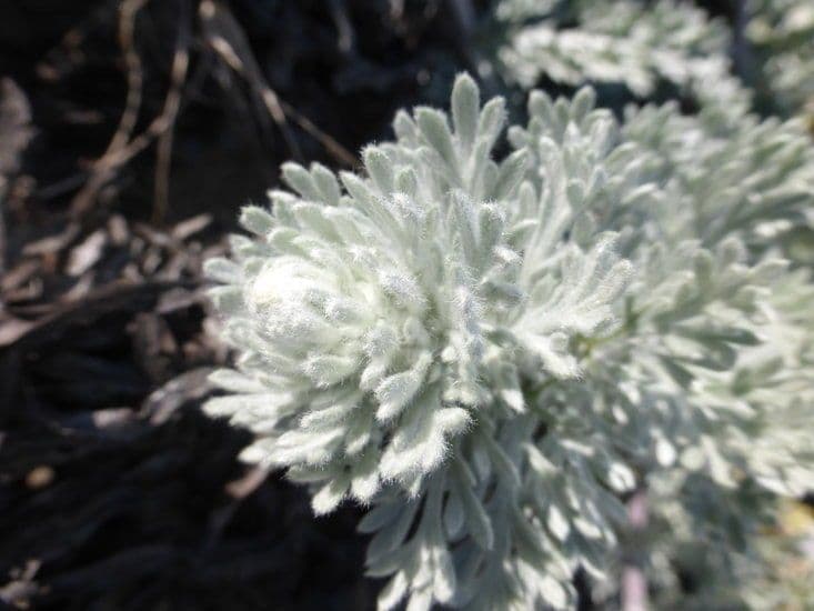 Artemisia pycnocephala 3