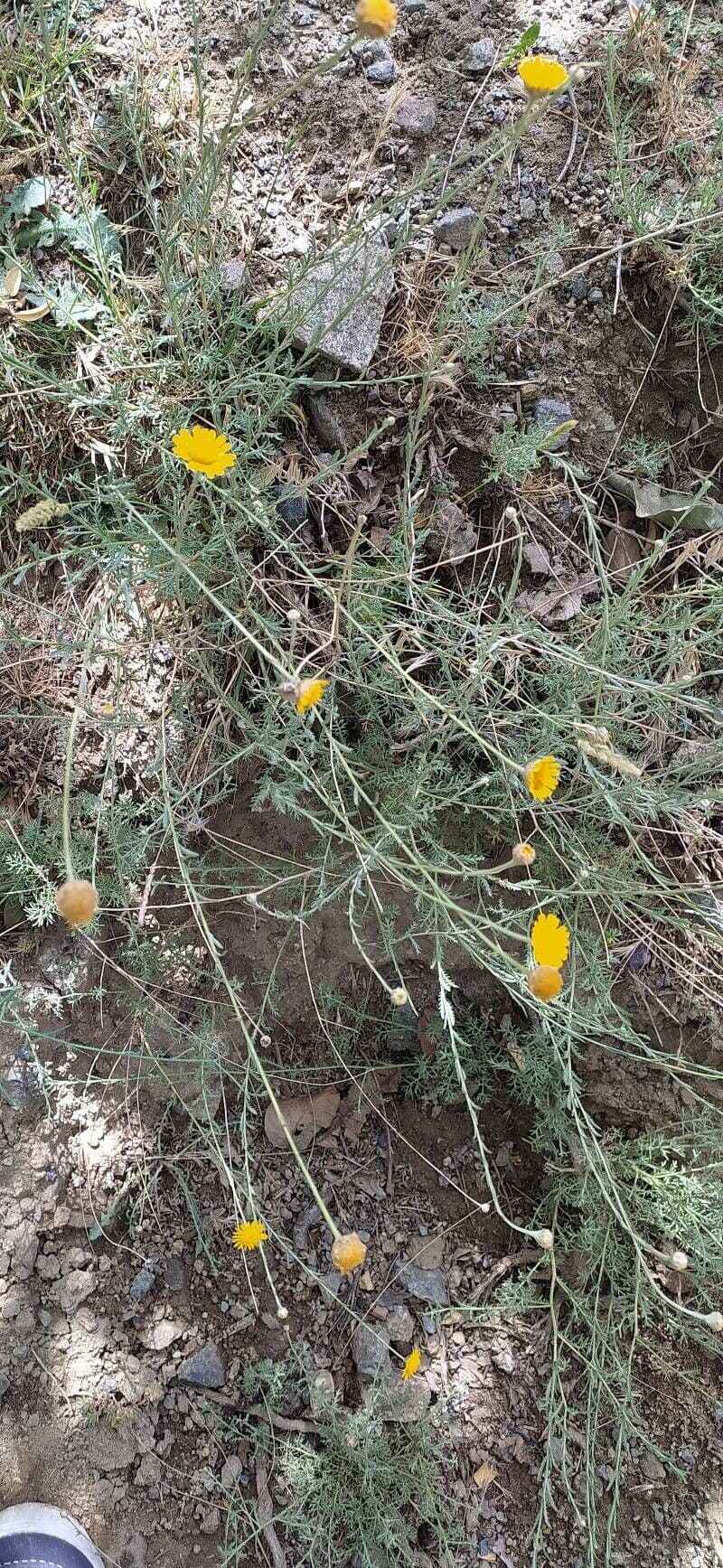 Pulicaria 9