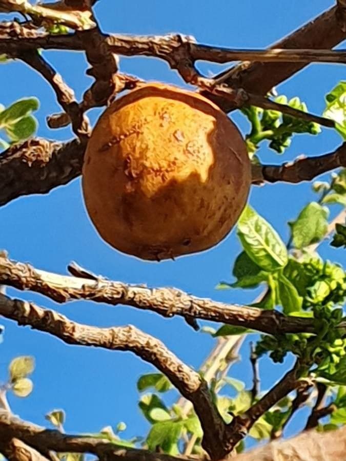 Vangueria madagascariensis