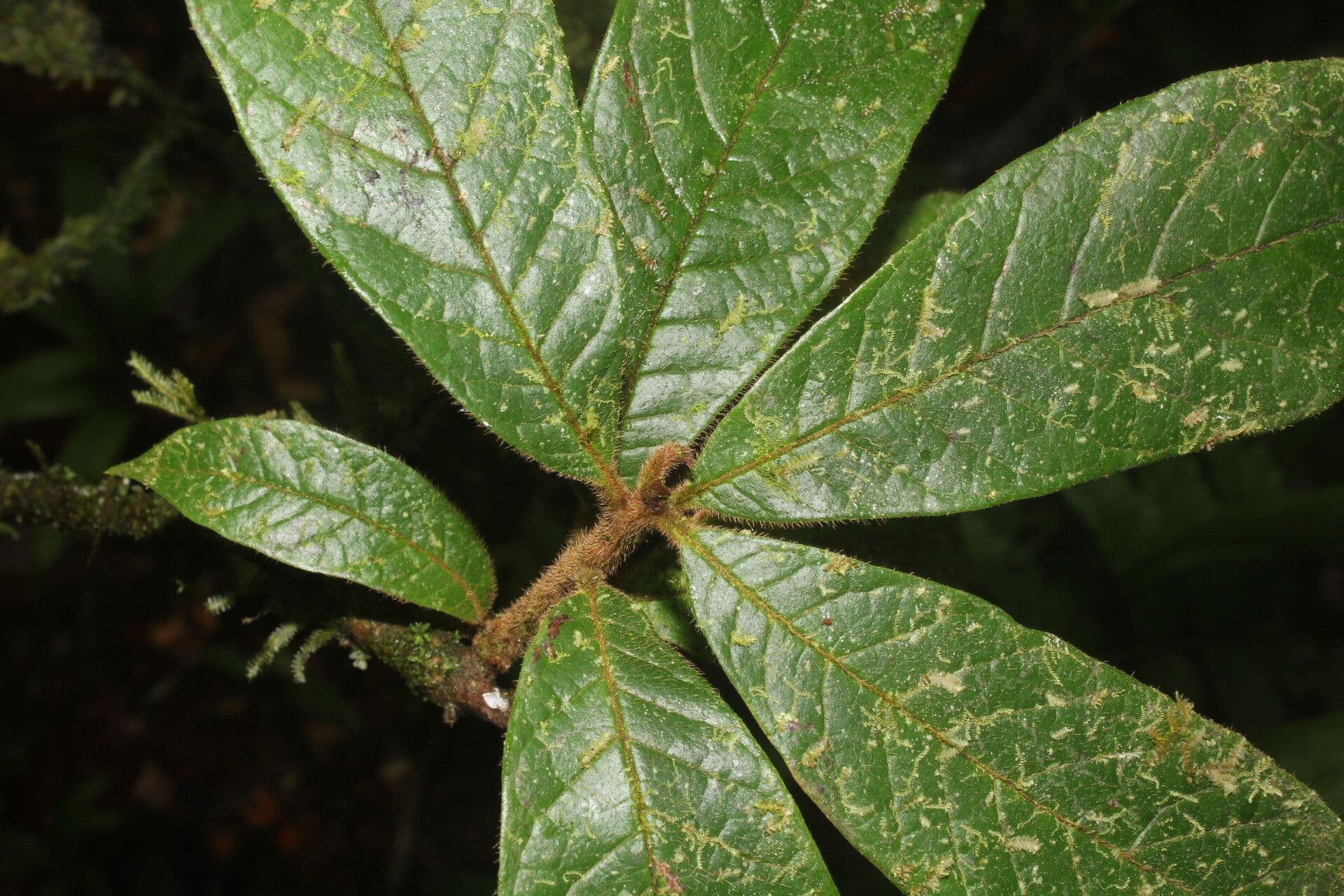 Meliosma 10