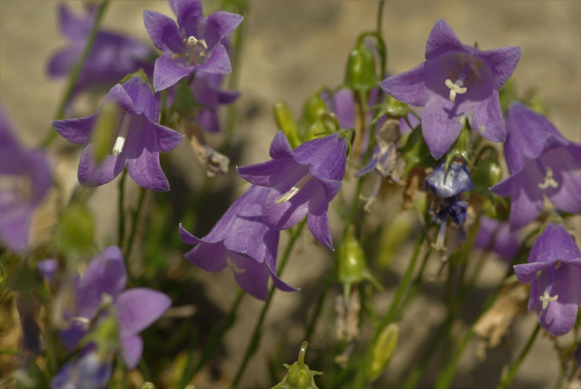 Campanula 5