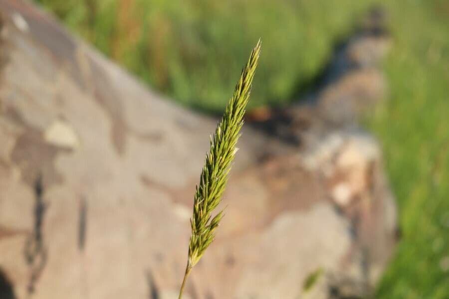Paleo odoroso 6