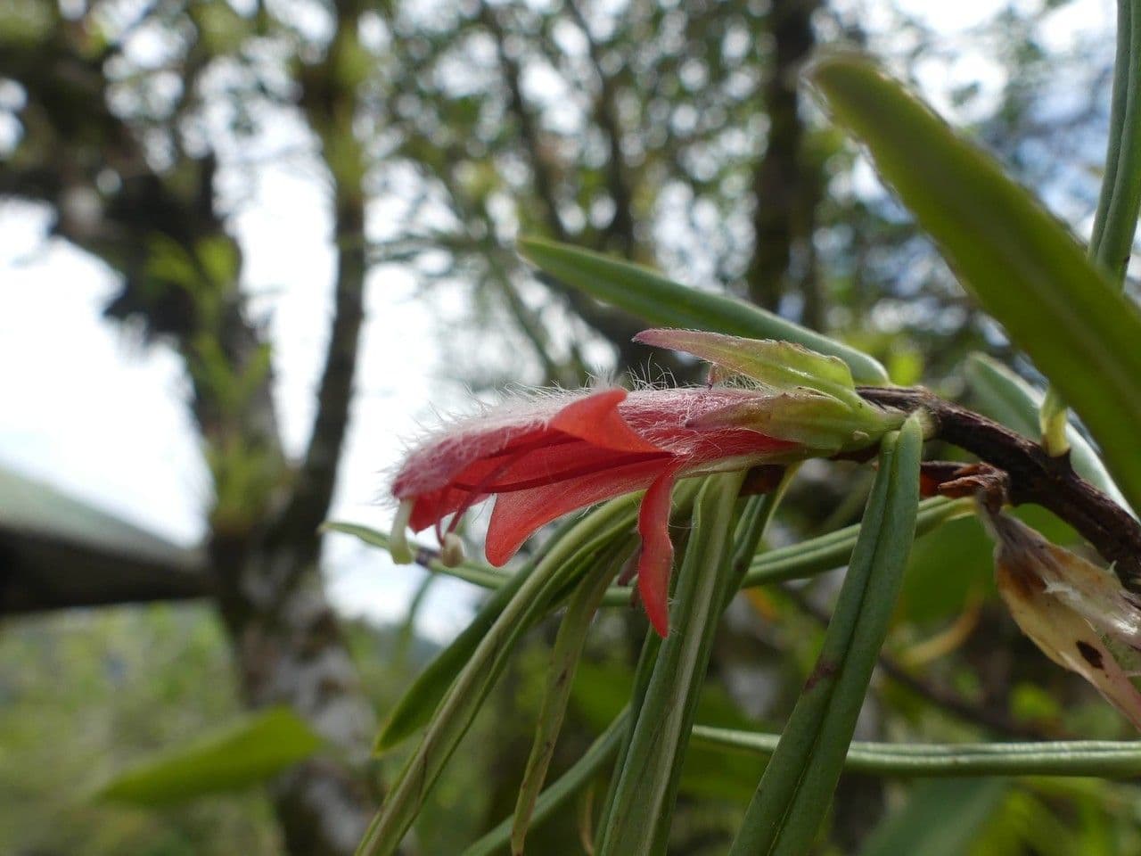 Columnea 8