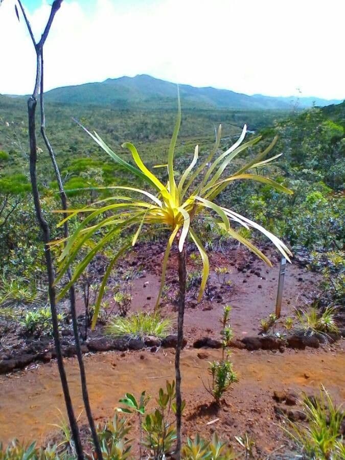 Lomandra insulare 19