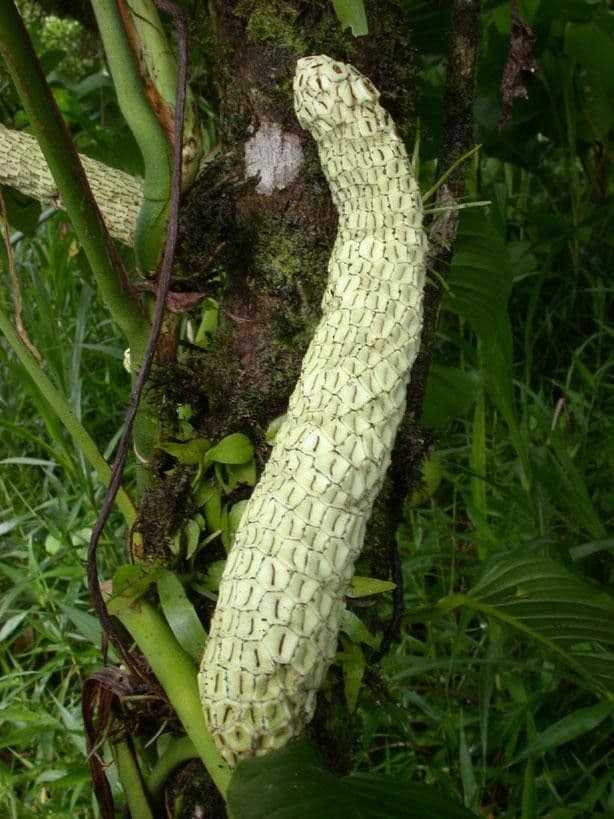 Monstera adansonii 5