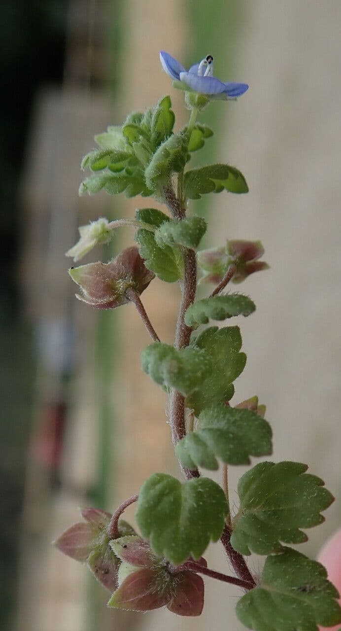 Veronica lucida 25