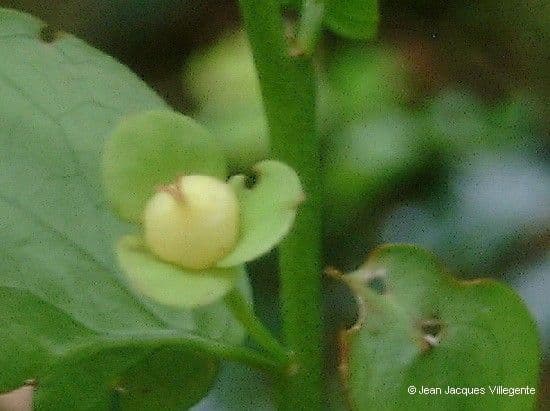 Phyllanthus