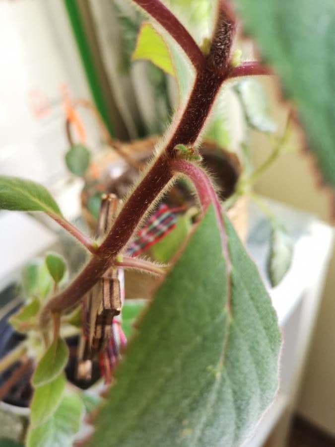 Kohleria 14