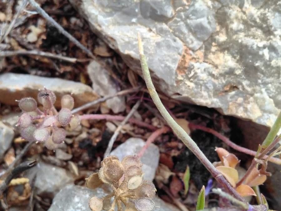 Malcolmia Marittima