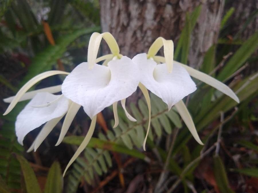 Weiße zerfranzte Orchidee