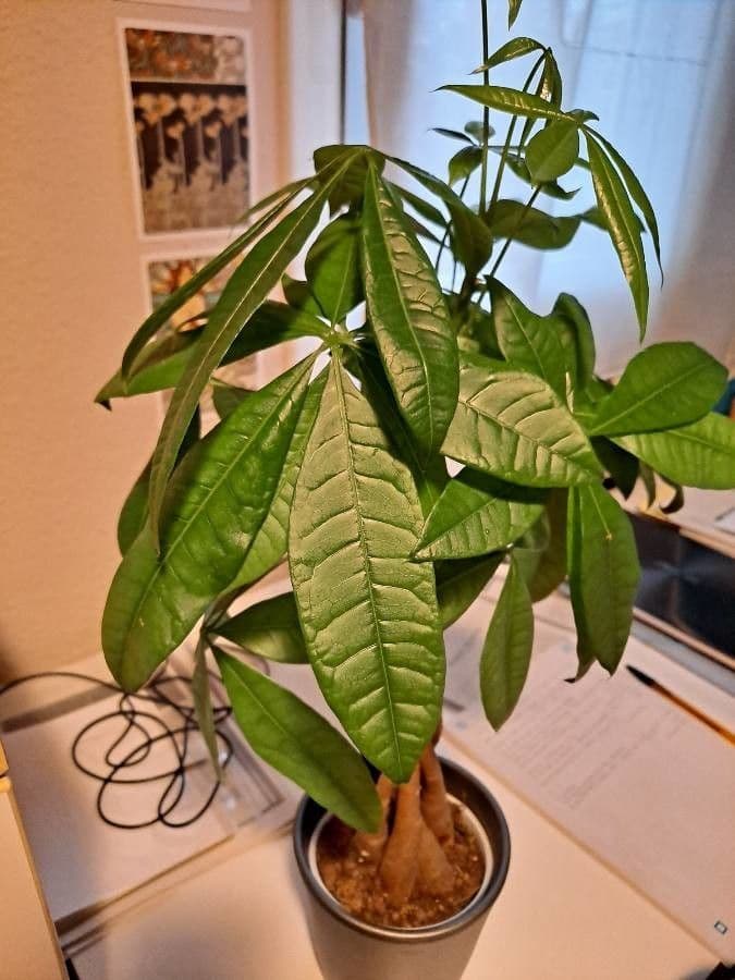 Pachira glabra 20