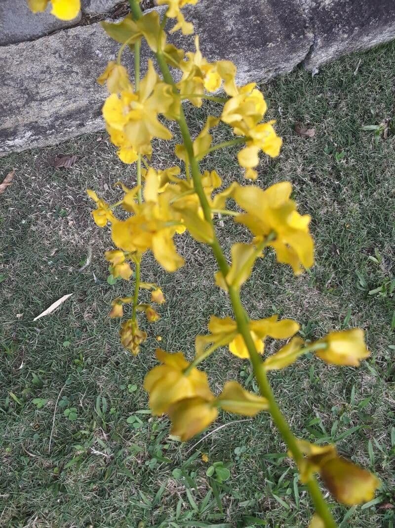Andrsova orchidea 5