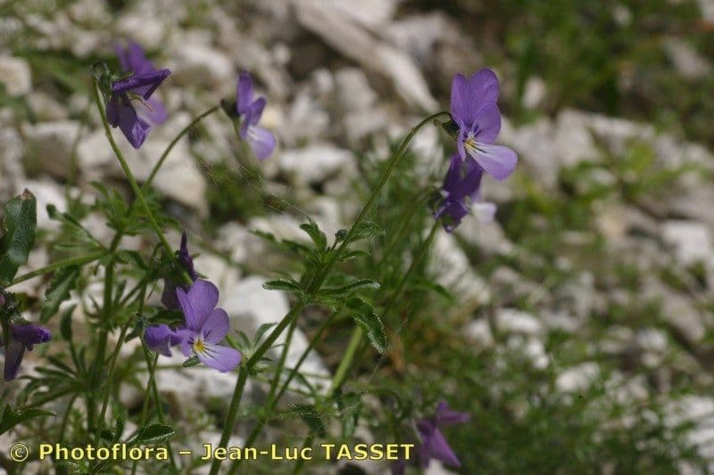 Viola aspra 18