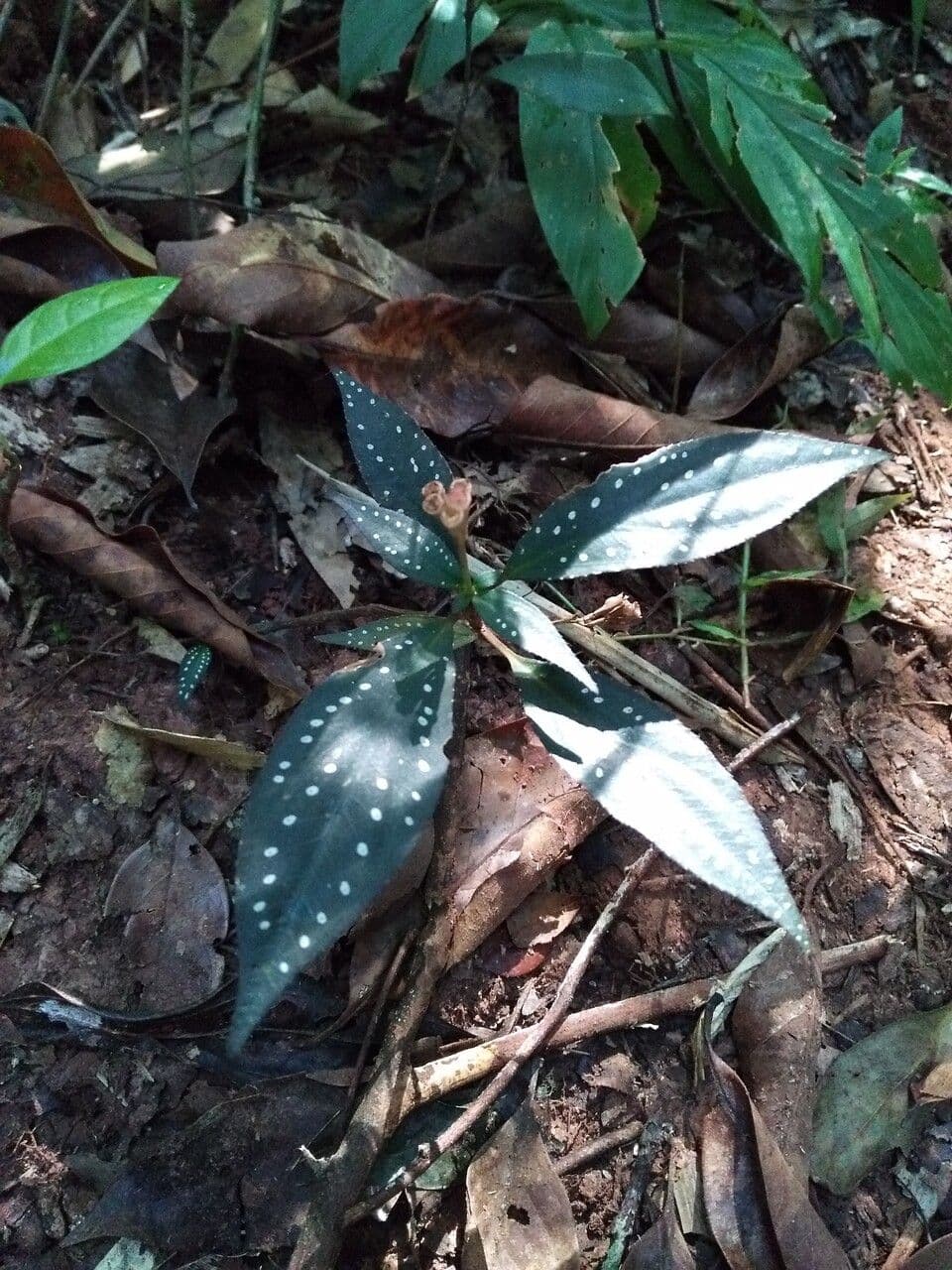 Blastus cochinchinensis