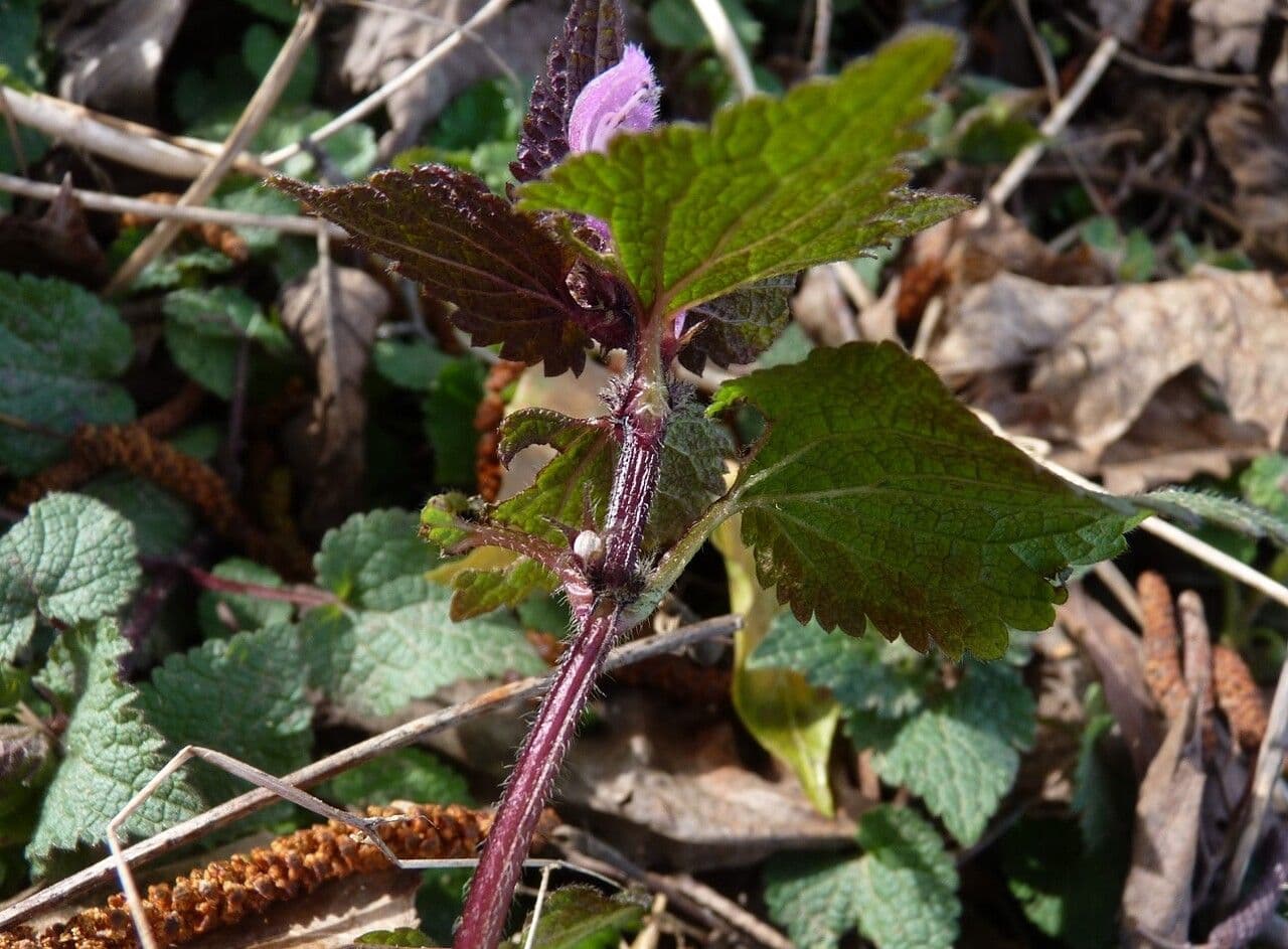 Falsa ortica macchiata 24