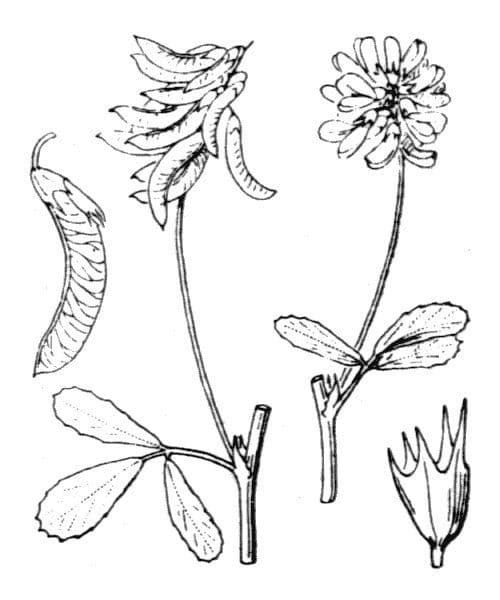 Fenugrec 27
