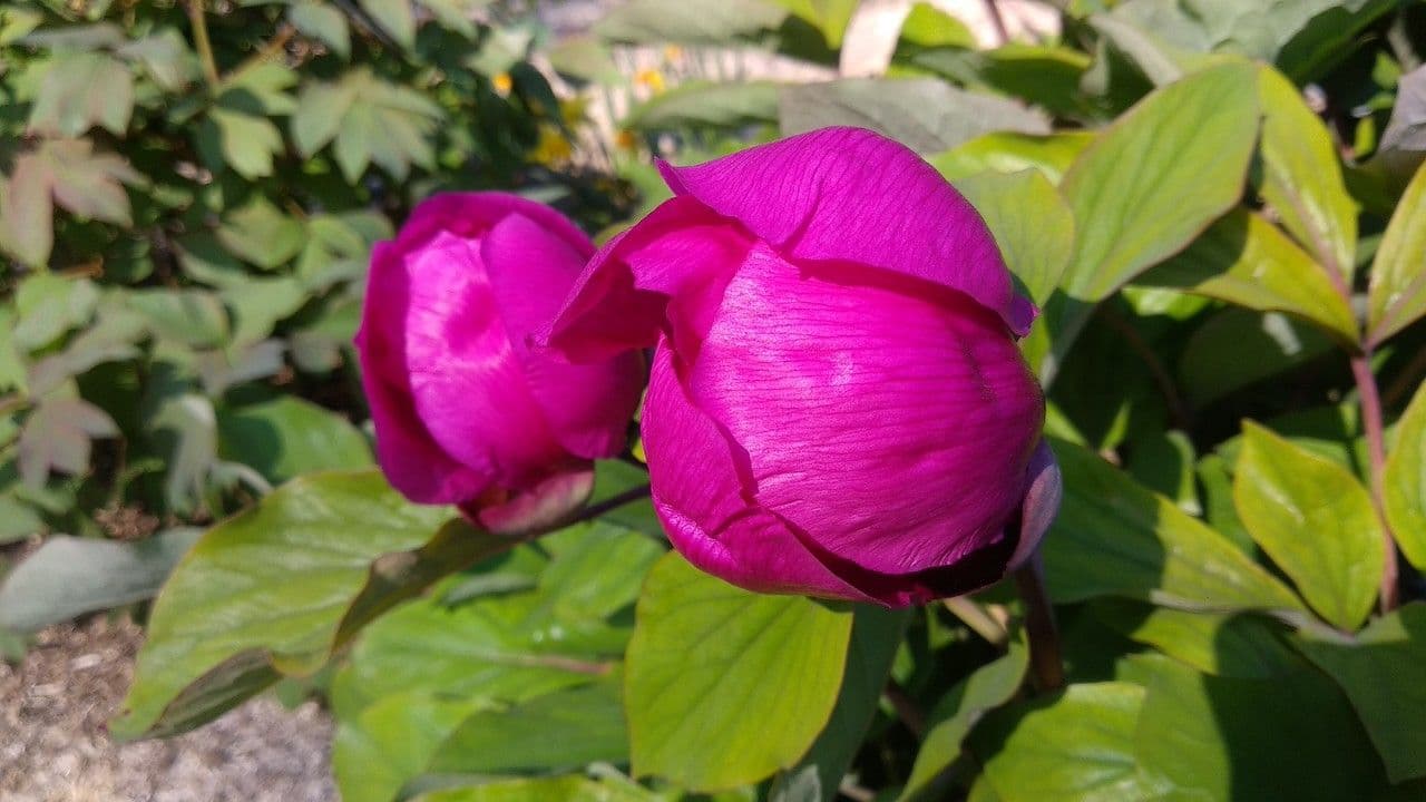 Peonia daurica 2
